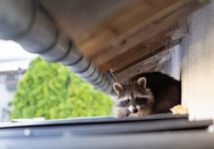 raccoon removal